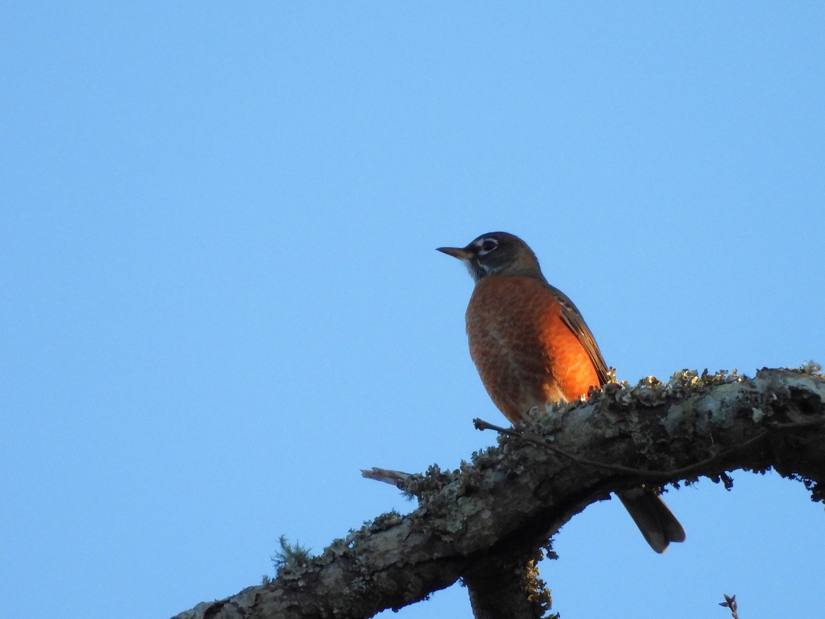 vandretrost - ML646839609