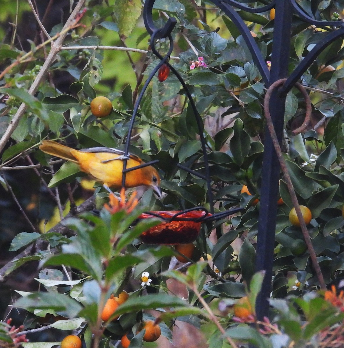 lundtrupial - ML646839610