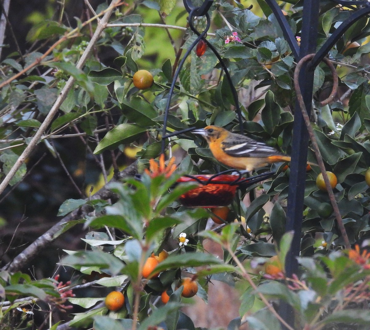 lundtrupial - ML646839611