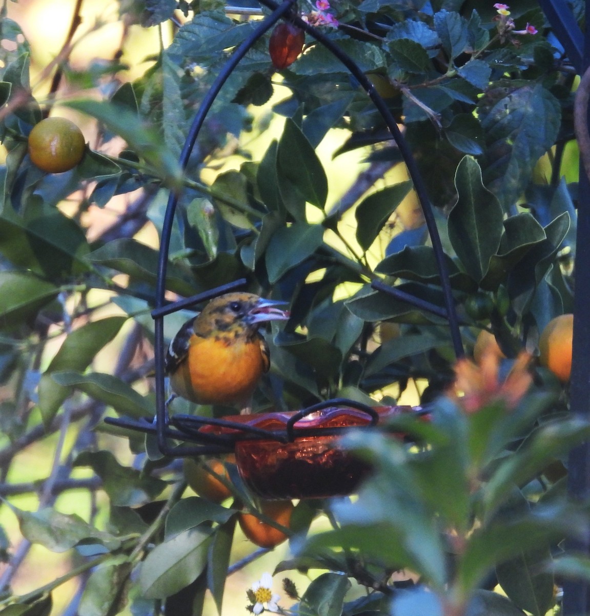 lundtrupial - ML646839612