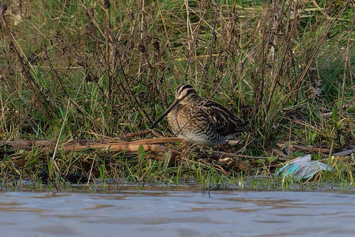 タシギ - ML646839613