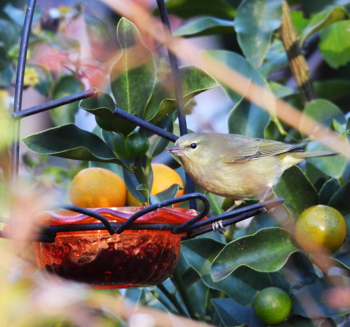 oransjekroneparula - ML646839614