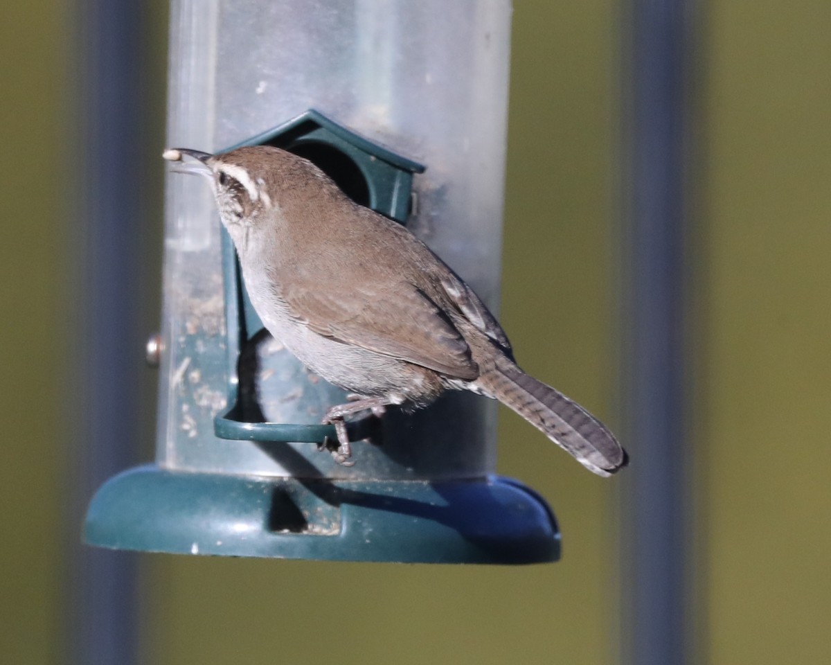 Bewick's Wren - ML646839615