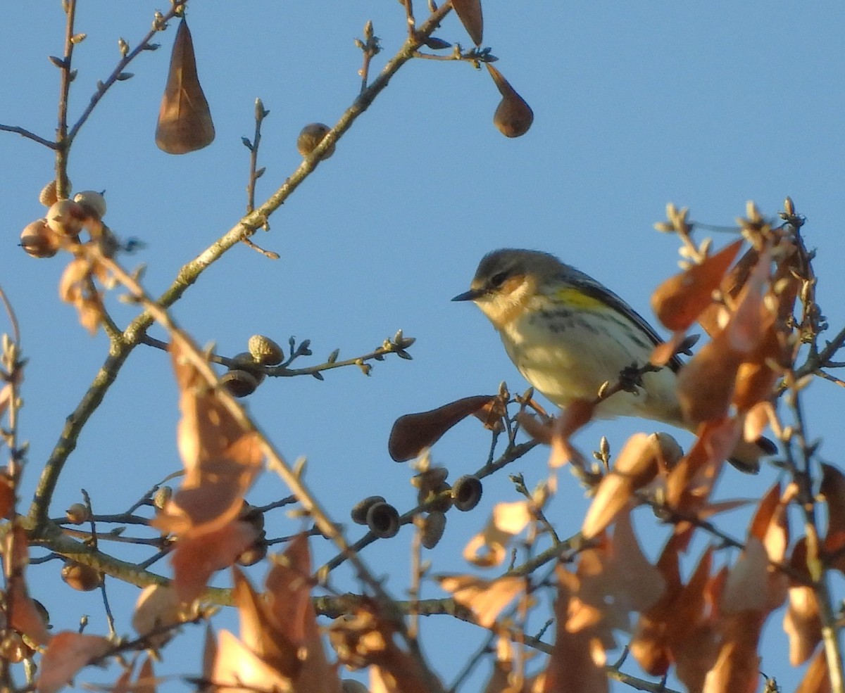 myrteparula (coronata) - ML646839618