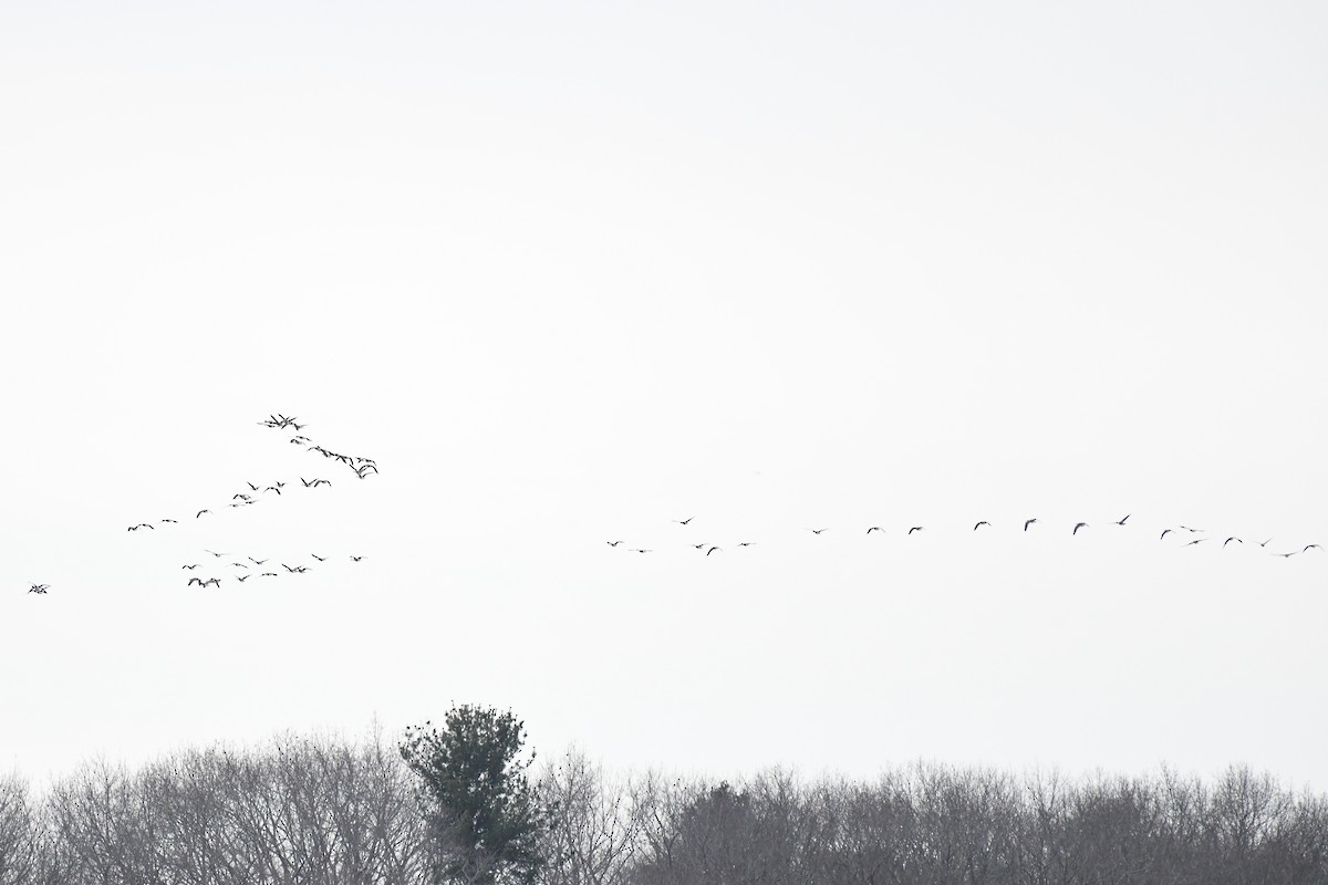 カナダガン - ML646839620