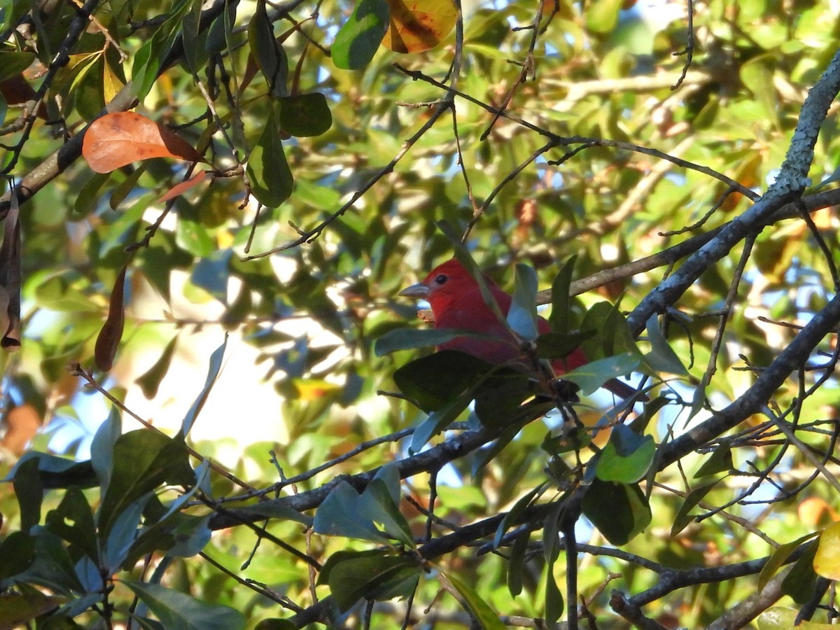 sommerpiranga - ML646839621