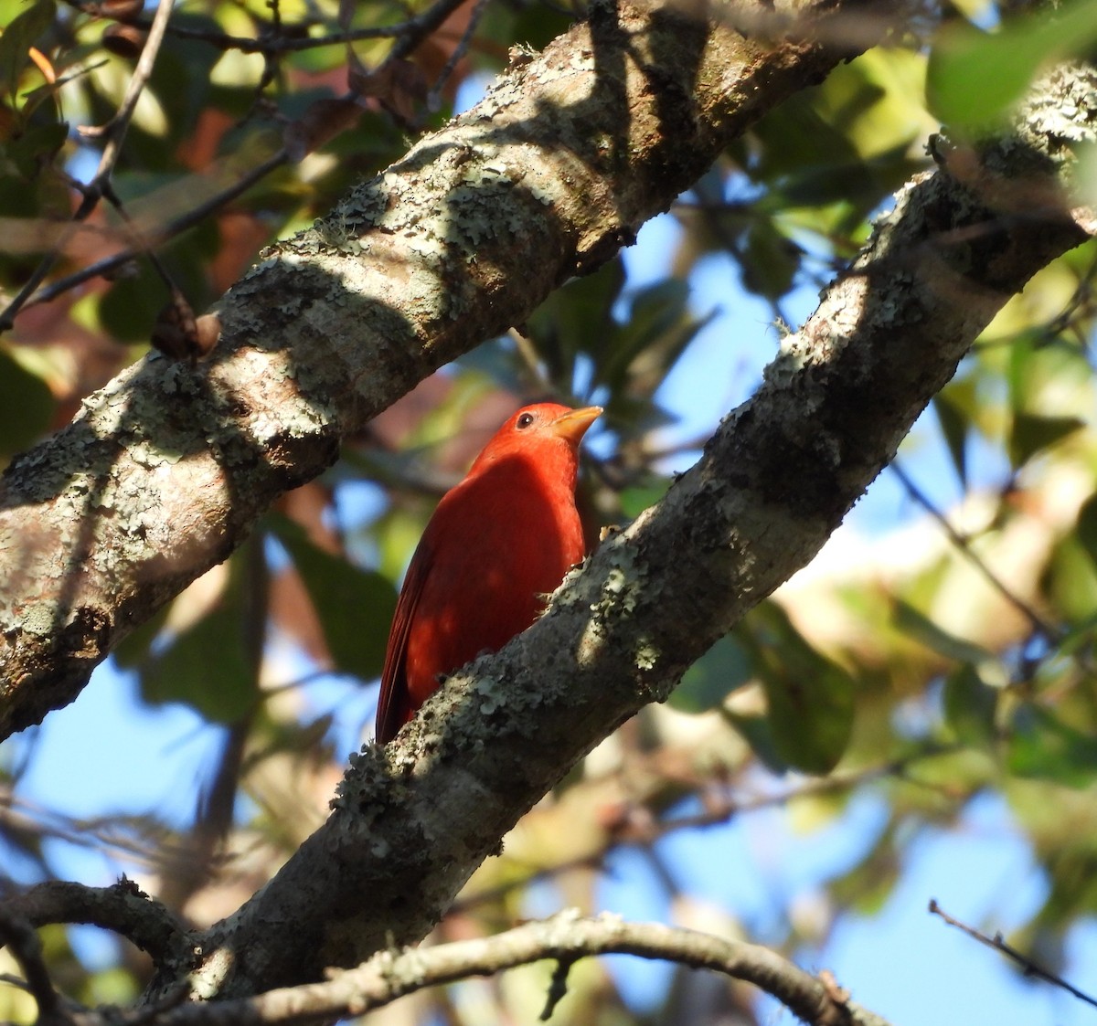 sommerpiranga - ML646839622