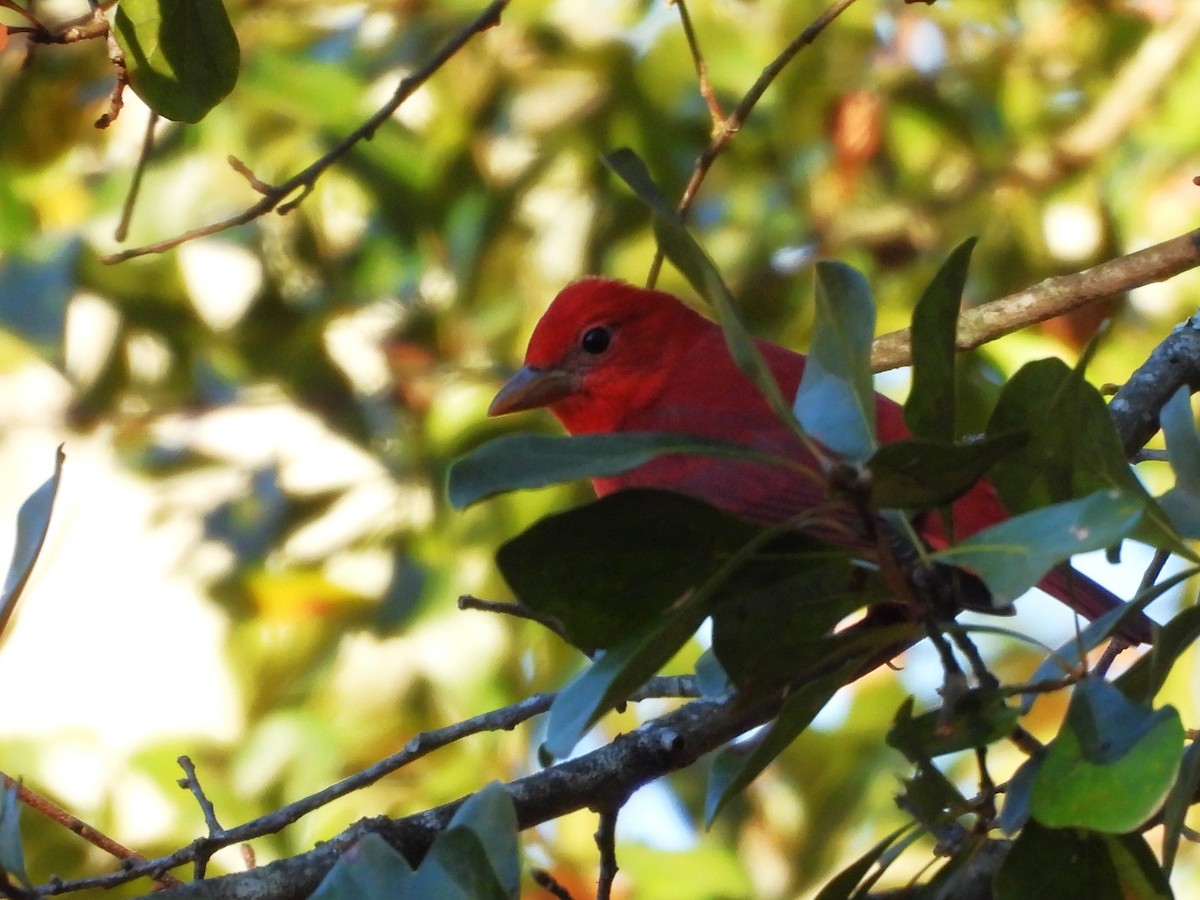 sommerpiranga - ML646839623