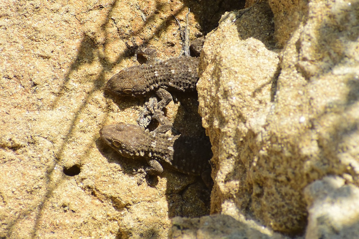 Salamanquesa Común - ML646839624