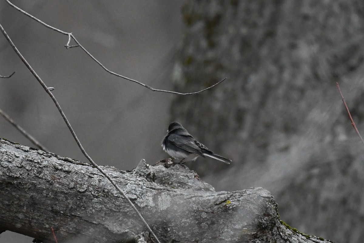 ユキヒメドリ - ML646839625