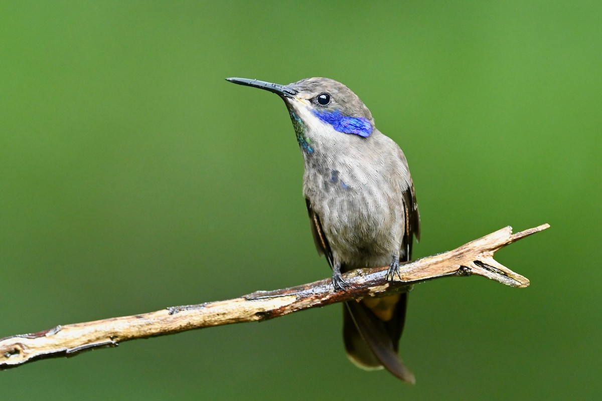 Brown Violetear - ML646839626