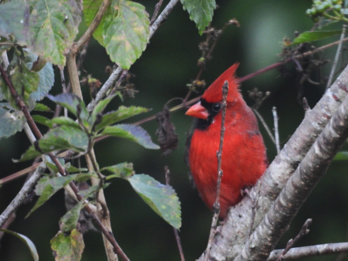 rødkardinal - ML646839627