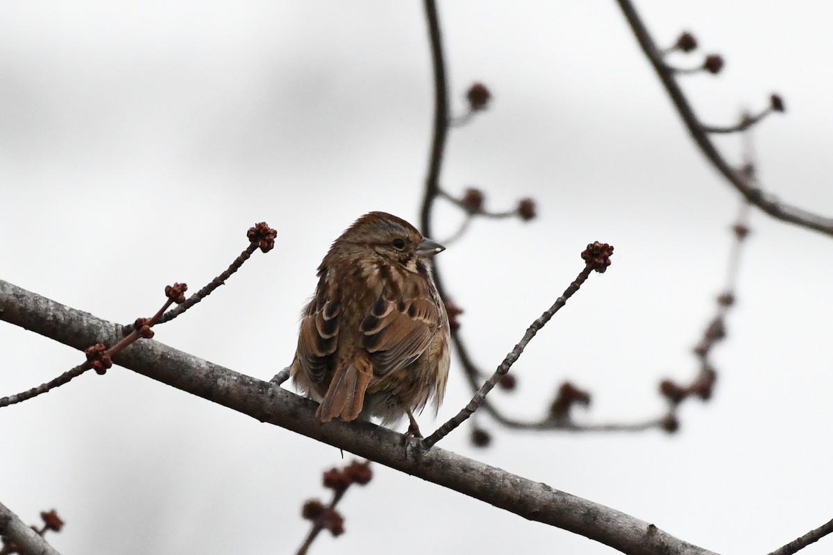 ウタスズメ - ML646839629