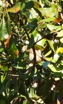 Индиговый колорин - ML646839631