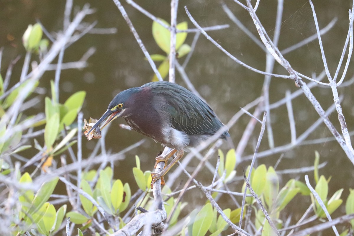 Green Heron - ML646839632