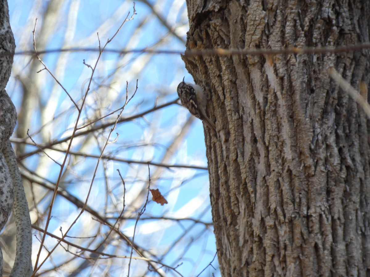 Brown Creeper - ML646839633