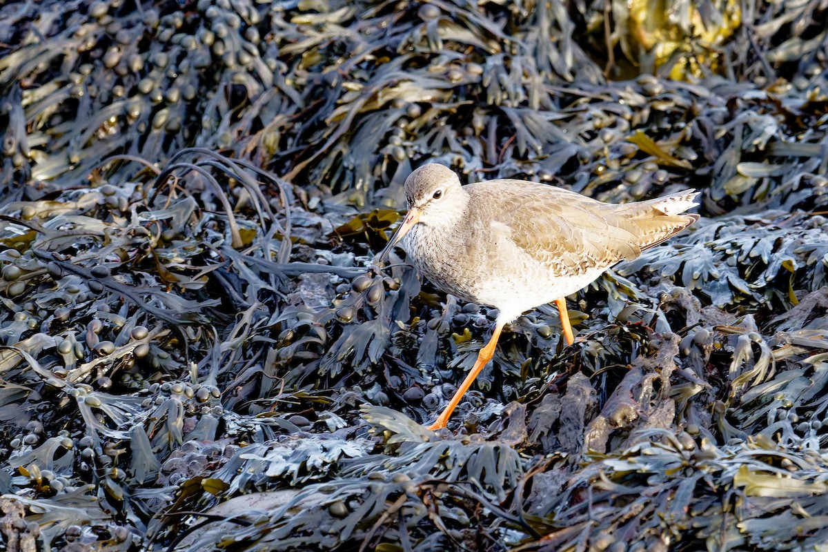 アカアシシギ - ML646839635