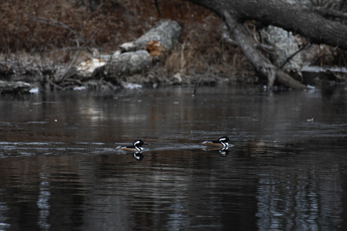 オウギアイサ - ML646839640