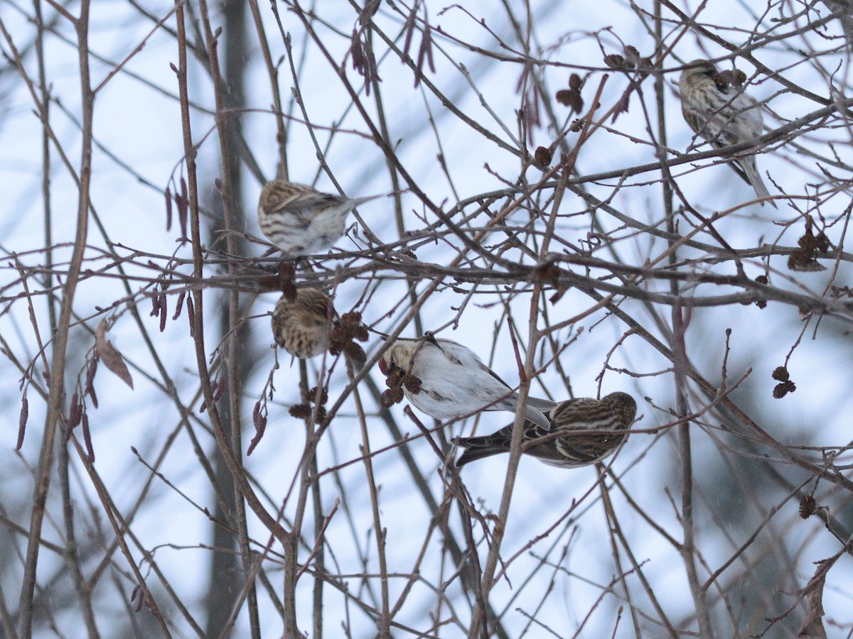 ベニヒワ（亜種 ベニヒワ flammea） - ML646839641