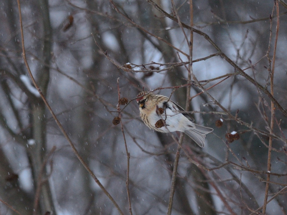 ベニヒワ（亜種 ベニヒワ flammea） - ML646839642