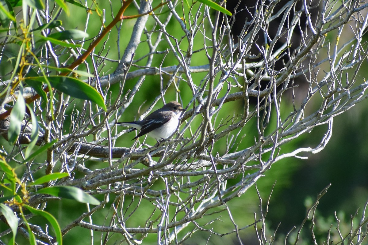 Papamoscas Cerrojillo - ML646839643
