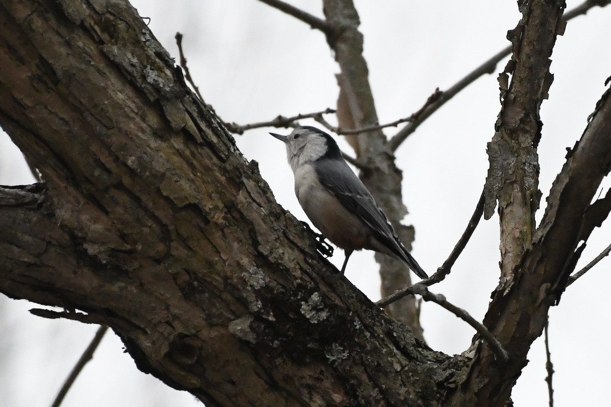 ムナジロゴジュウカラ - ML646839645