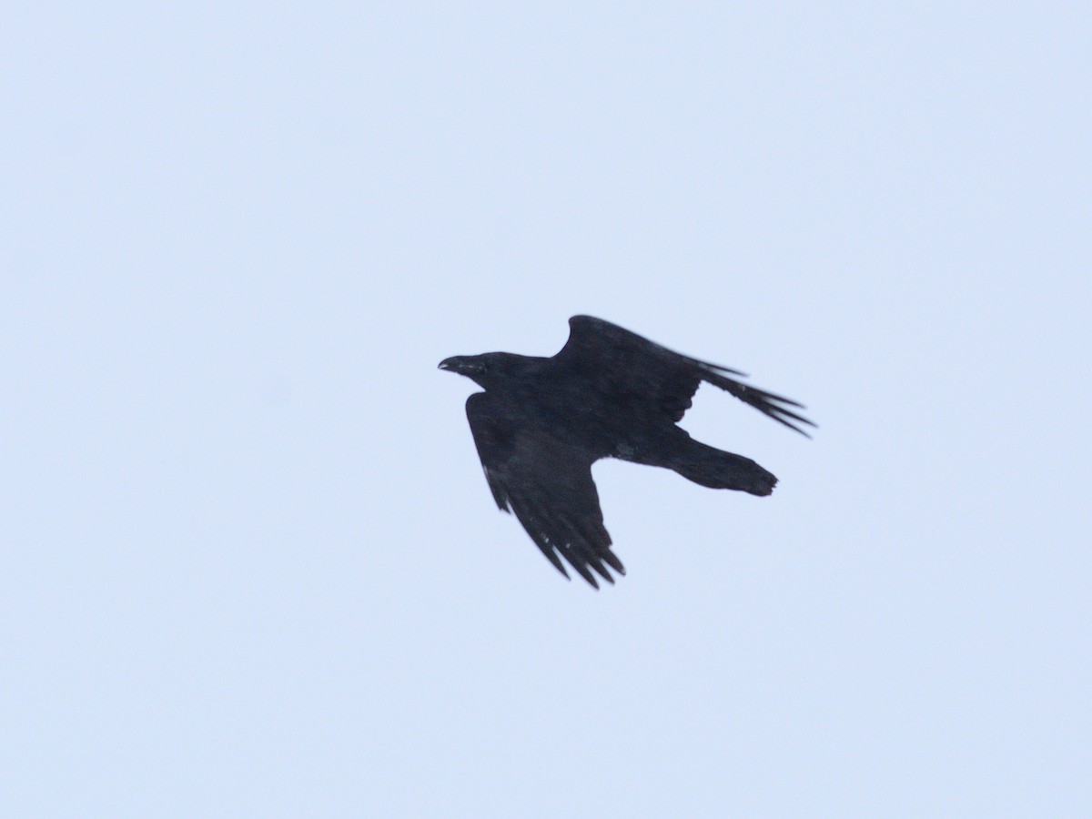 Common Raven - ML646839650