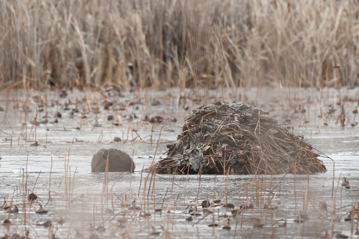 アメリカビーバー - ML646839653