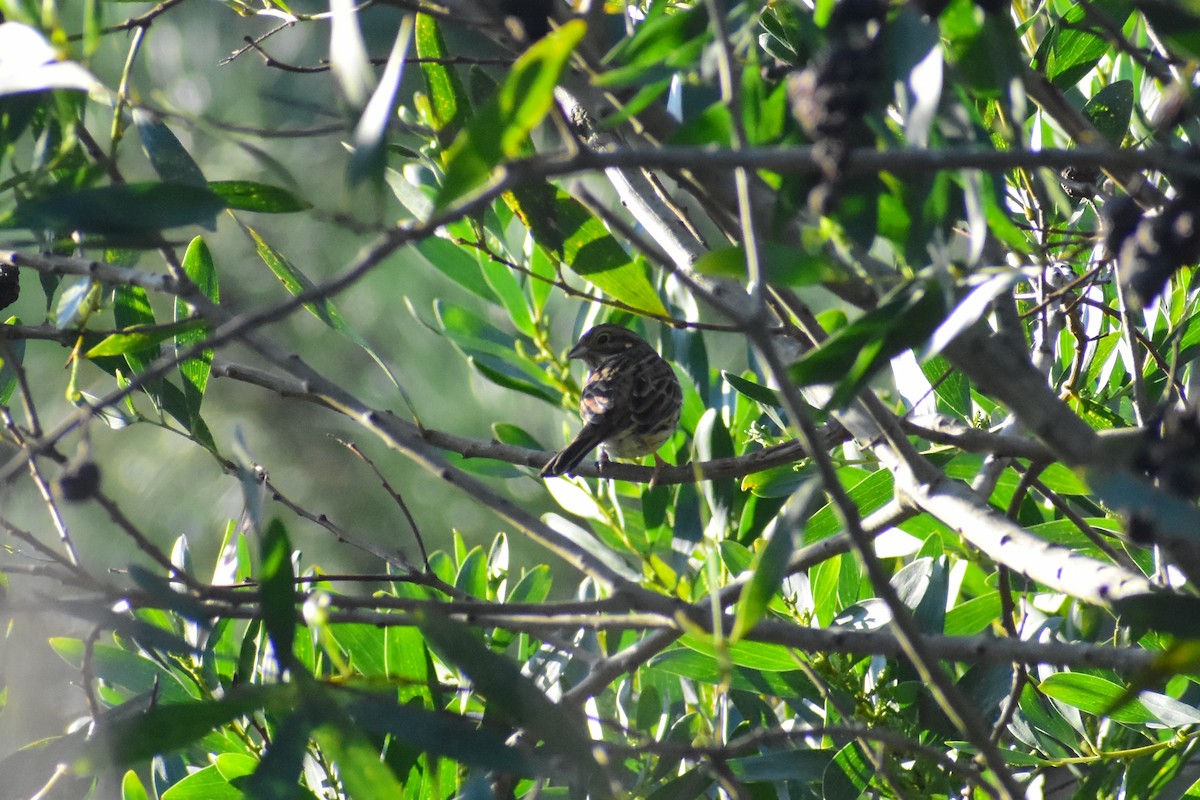 Cirl Bunting - ML646839654