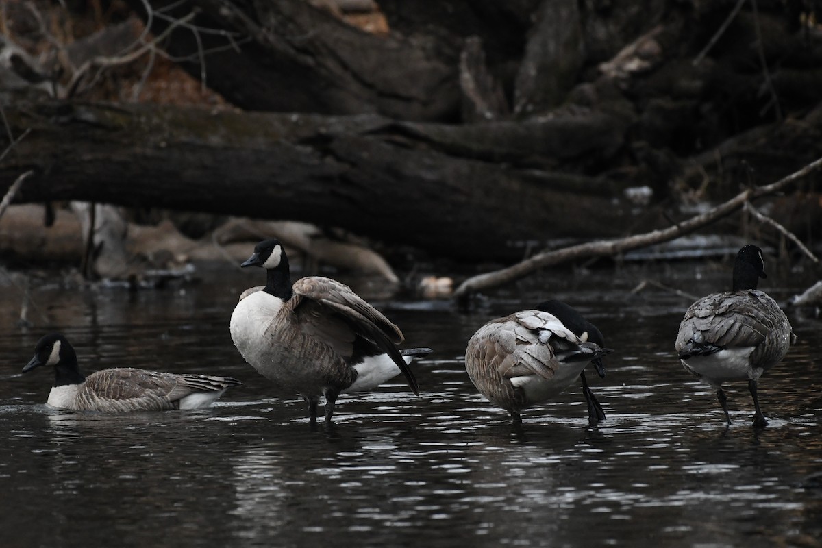 カナダガン - ML646839655