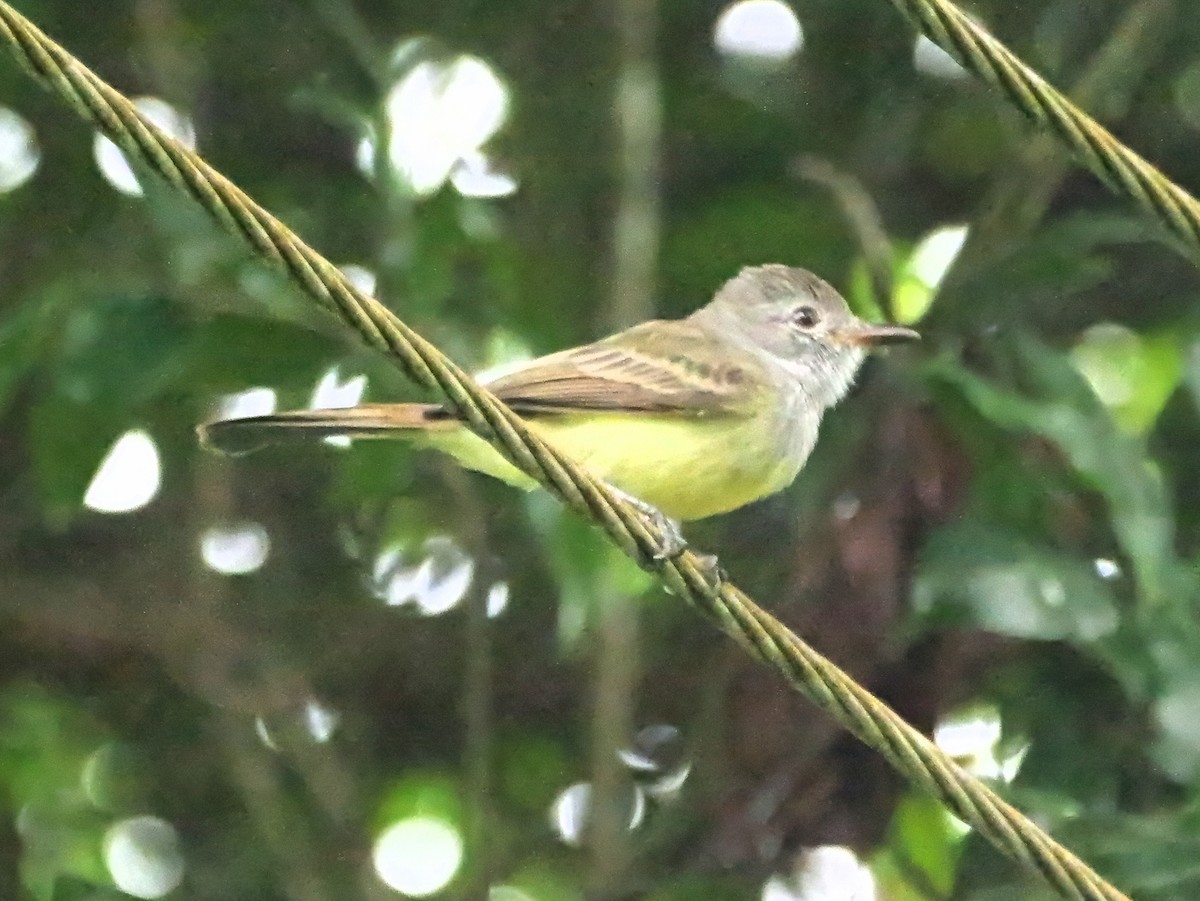 Panama Flycatcher - ML646839656