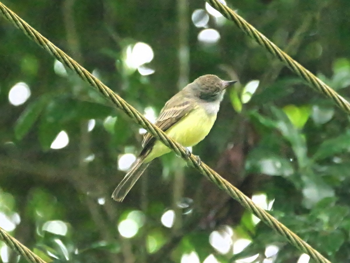Panama Flycatcher - ML646839657