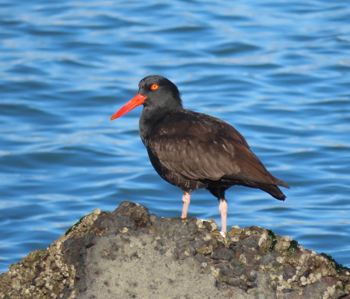 Black Oystercatcher - ML646839658