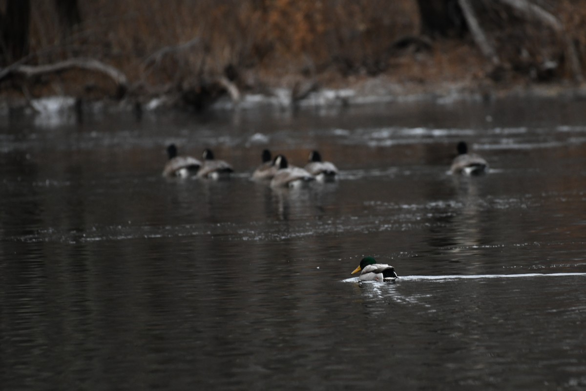 マガモ - ML646839659