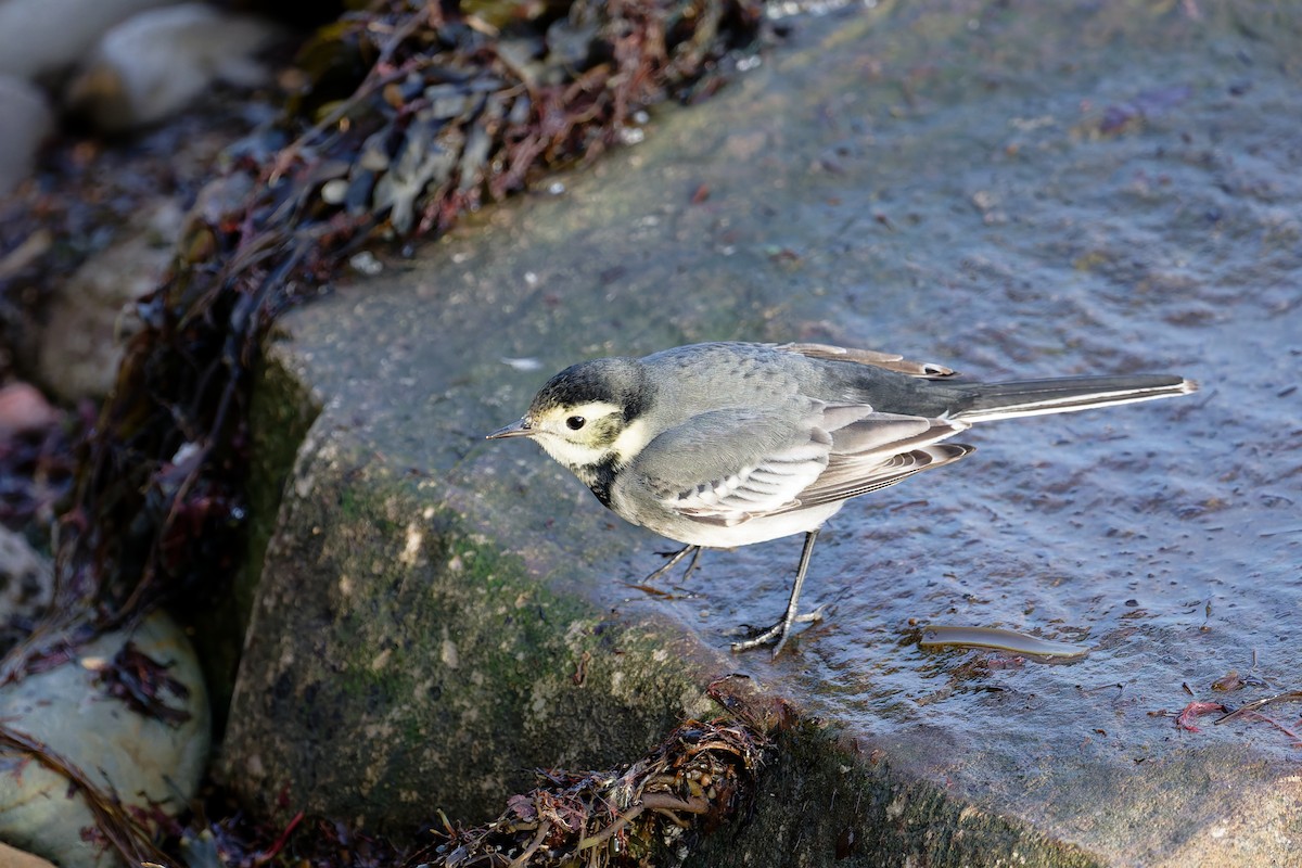 ハクセキレイ（亜種 yarrellii) - ML646839660