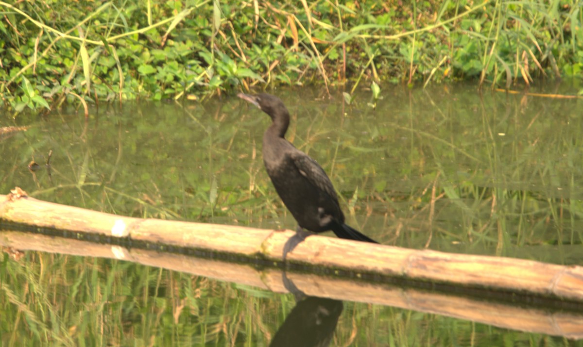 Little Cormorant - ML646839662