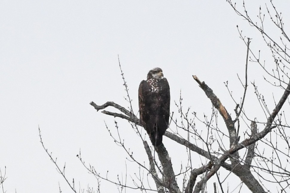 ハクトウワシ - ML646839663