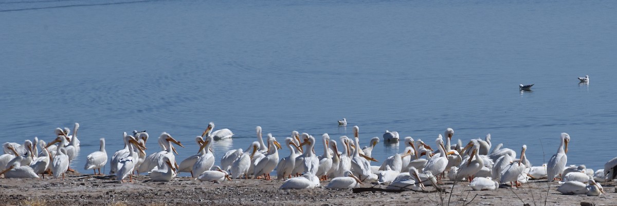 Nashornpelikan - ML646839664