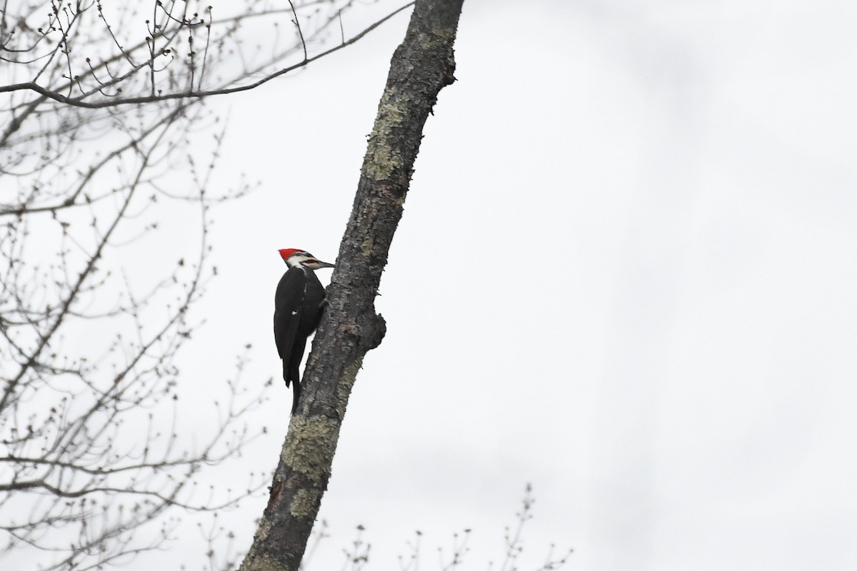 エボシクマゲラ - ML646839665