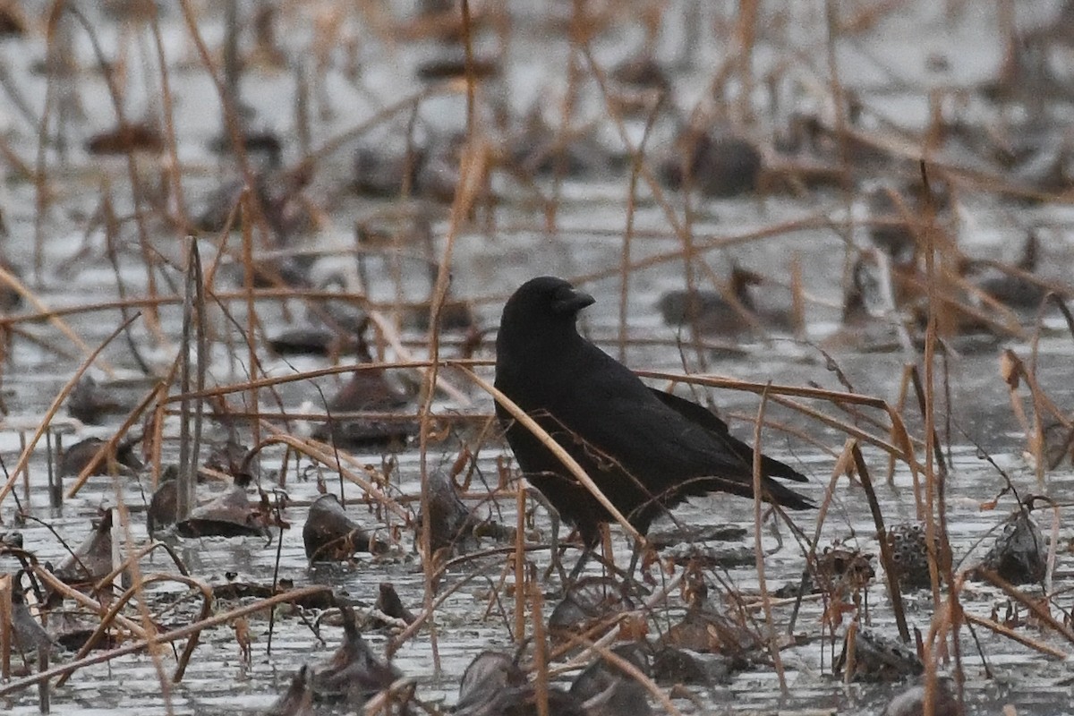 アメリカガラス - ML646839666