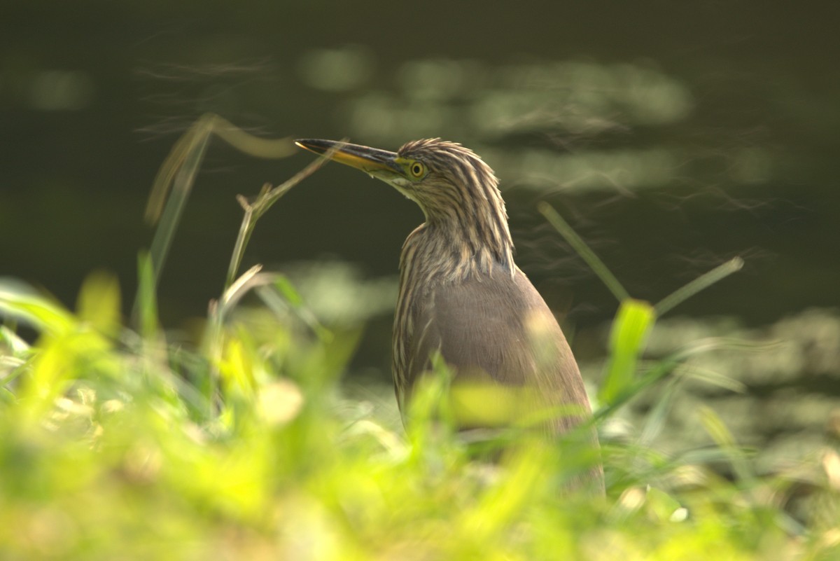 Индийская прудовая цапля - ML646839667