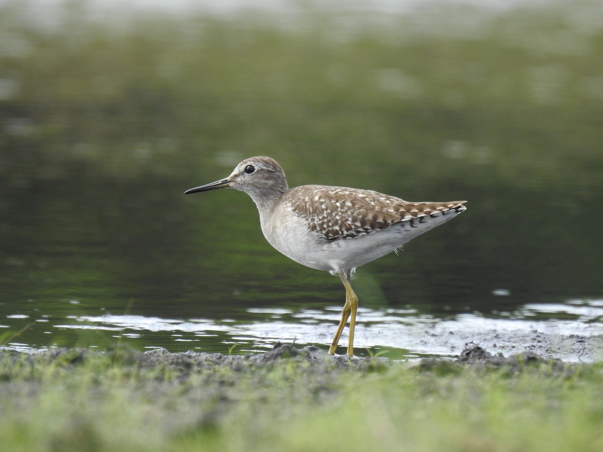 vodouš bahenní - ML646839669