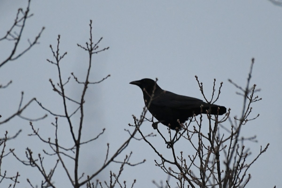 アメリカガラス - ML646839670