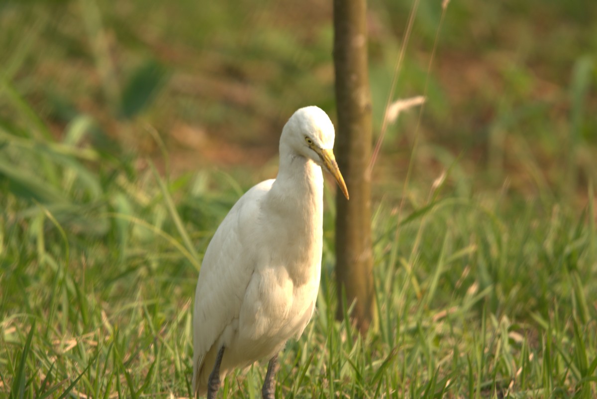 bøffelhegre - ML646839671