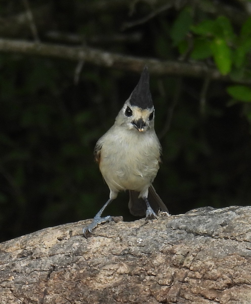 Синиця чорночуба - ML646839672