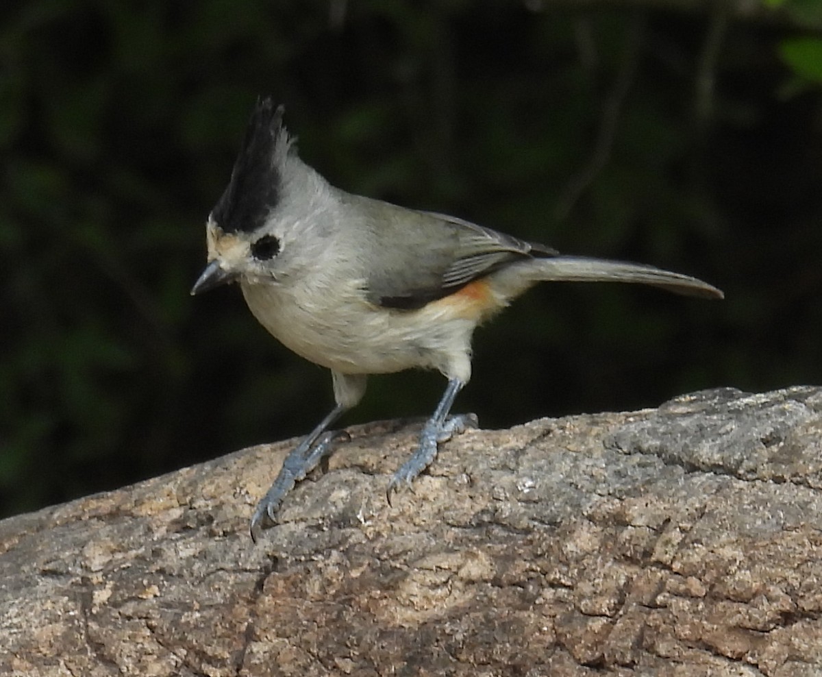 Синиця чорночуба - ML646839673