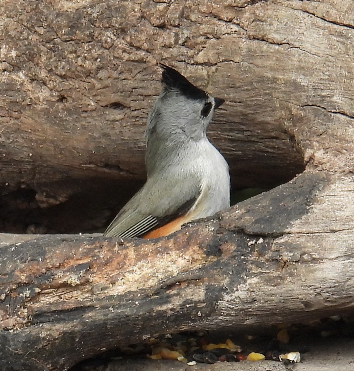 Синиця чорночуба - ML646839674