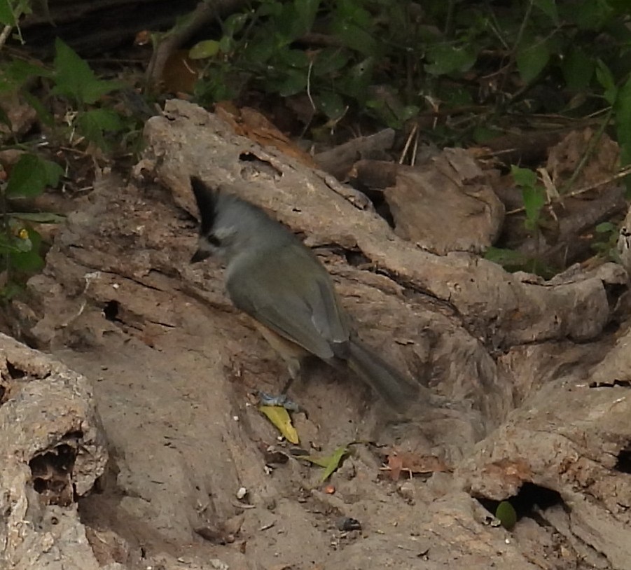 Синиця чорночуба - ML646839675