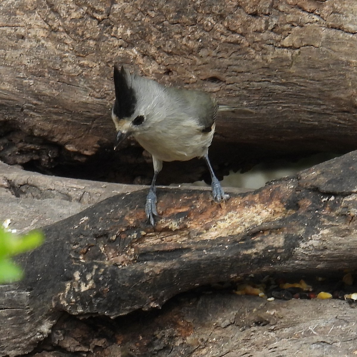 Синиця чорночуба - ML646839676