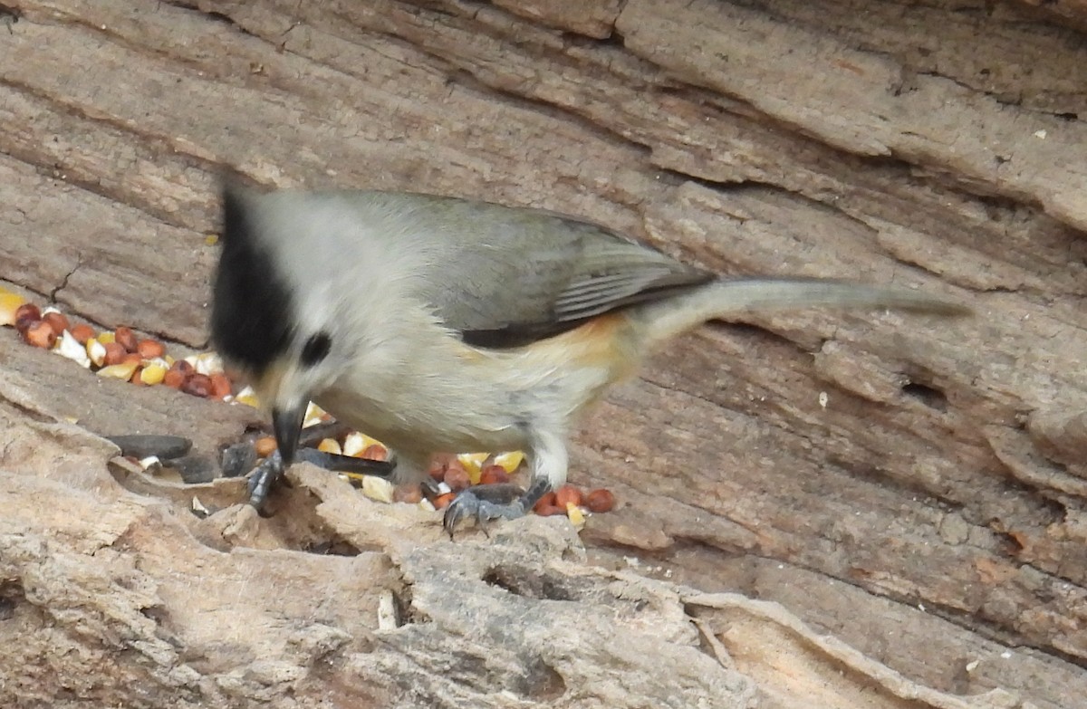 Синиця чорночуба - ML646839677